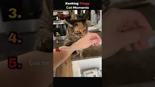 Thumbnail: Ranking Clingy Cat Moments 😹