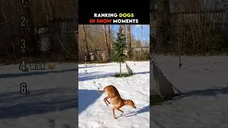 Thumbnail: Ranking Best Dogs In Snow Moments