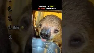 Thumbnail: Ranking Best Sloth Moments