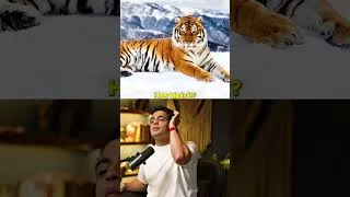 Thumbnail: Siberian Tiger vs Bengal Tiger - Which Is Bigger 🐯 ft. Hans Dalal