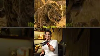 Thumbnail: The Extinct Cat That Tigers And Lions Evolved From 🦁 ft. Hans Dalal
