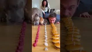 Thumbnail: I swear he faked chewing and emptied the whole line 😭🤣#dog #cat #eatingchallenge #pets #canecorso
