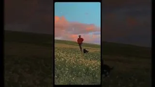 Thumbnail: #chill #sunset #aesthetic #dog #boy #life