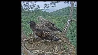 Thumbnail: 05:30 AM Fully Grown! Eagle Chick Devours Huge Fish Solo, Leaving Only Leftovers! 🦅🐟