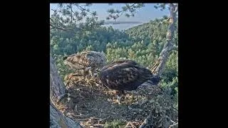 Thumbnail: 04:22 AM Sunrise Breakfast! Eagle Delivers Fresh Fish to Hungry Chick! 🦅🐟