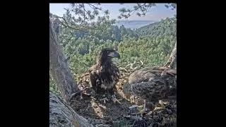 Thumbnail: 06:48 AM Breakfast Time! White-Tailed Eagle Brings Large Fish to Nest! 🦅🐟