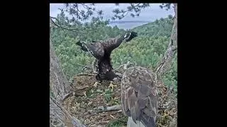 Thumbnail: 10:15 AM Monster Catch! Devasa Balık Teslimatı ve Besleme Anı! 🦅🐟 #shortsvideos