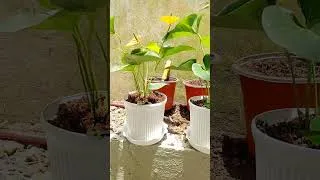 Thumbnail: #anthurium #anthuriumplant