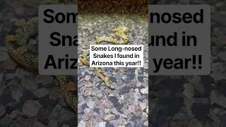 Thumbnail: Some Long-nosed Snakes I found in Arizona this year!! #snakes #reptiles #arizona #herping