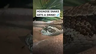 Thumbnail: Hognose Snake Gets A Drink! 💦 #snake #hognosesnake #reptiles #pets #animals