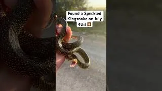 Thumbnail: I found a Speckled Kingsnake on July 4th! #snakes #kingsnake #herping