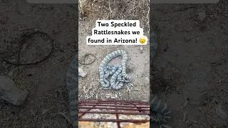Thumbnail: Two Southwestern Speckled Rattlesnakes we found in Arizona this year! #snakes #rattlesnakes #herping