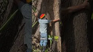 Thumbnail: Tommy's Biggest Tree VS Hurricane & Landslide