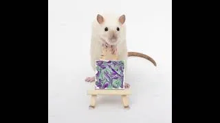 Thumbnail: This weeks ratty paw paintings by my talented pet rats! #shorts