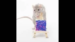 Thumbnail: This weeks ratty paw paintings by my talented pet rats! #shorts