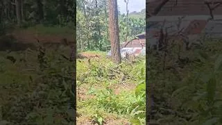 Thumbnail: forest TREE | Tractor #shorts #shortvideo #tranding #viral #subscribe #drawing #funny #comedy