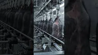 Thumbnail: Industrial Black Pig Meat Processing Line  #meatprocessing #pig  #factoryprocess