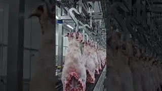 Thumbnail: Industrial Dog Meat Processing Line  #meatprocessing #dog  #factoryprocess