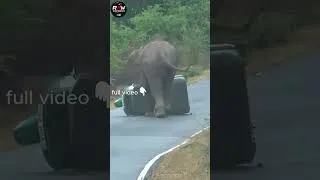 Thumbnail: Elephant Encounters Cameras Were Lucky To Capture #short