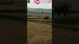 Thumbnail: Moments Animals Totally Snapped #shorts  #animals