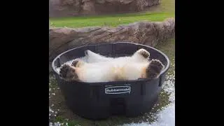 Thumbnail: When you give a 500 lb. Polar Bear an RCP Stock Tank...