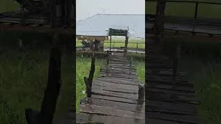 Thumbnail: Rural scenery during the rainy season #shortvideo #dialylifestylevideos #rurallife #cooking