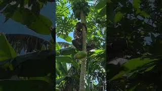 Thumbnail: African Kid Harvesting Papaya fruit #villagelife #papaya #africa