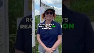 Thumbnail: Corn Rootworm Resistance: Ontario & Quebec #shorts