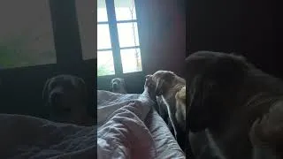 Thumbnail: My every day morning wake up call