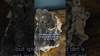 Thumbnail: Natural moss and lichen are normal, but spider webs and excess dirt are removed before shipping!