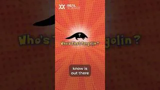 Thumbnail: A pangolin species we’ve discovered, but never seen