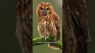 Thumbnail: Why Owls Turn Their Heads 270 Degrees