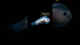 Thumbnail: Why it sucks to be a male anglerfish