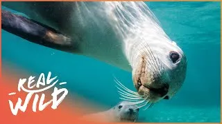 Thumbnail: Antarctic Seals Go For A Dive