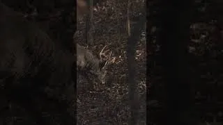 Thumbnail: This is what freedom looks like. #freedom #outdoors #trailcamera