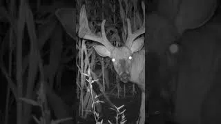 Thumbnail: Inch by inch. Minute by minute.  #hyperfire4k #hunting #reconyx #trailcamera