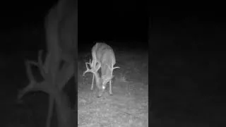 Thumbnail: Growing what October dreams about.  #hyperfire4k #hunting #reconyx #trailcamera