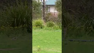 Thumbnail: 🦘 We Found WILD Kangaroos! 😲