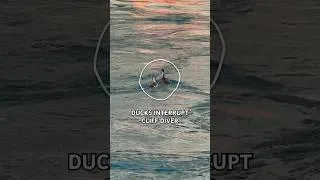 Thumbnail: came to dive, got distracted by ducks 🦆🦆 #shorts
