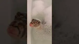 Thumbnail: Asian Bubblebath Monitor #cutereptile #cuteanimals #pets #petlizard #monitorlizard #watermonitor