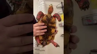 Thumbnail: Is this the most awesome Redfoot #reptiles #turtlewatching #tortoise #redfoottortoise #petreptiles