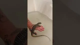 Thumbnail: Niles the Nile Monitor #reptiles #lizard #monitorlizard #nilemonitor #biglizard #petreptile