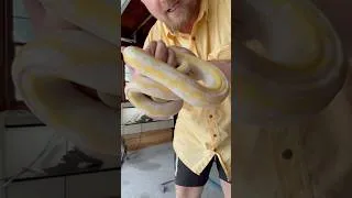 Thumbnail: This Retic is a steal!! #reptiles #exoticpets #snake #petsnake #reticulatedpython #python
