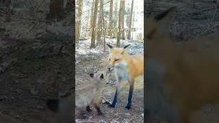 Thumbnail: Red fox mom’s spring menu for her pups 🦊