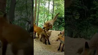 Thumbnail: Red fox pup playtime 🦊