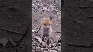 Thumbnail: Cute Fox Pups in April