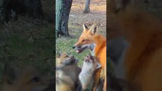 Thumbnail: Mom Fox & 14 Fox Pups