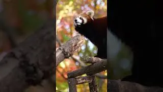 Thumbnail: The red panda is in the red leaves