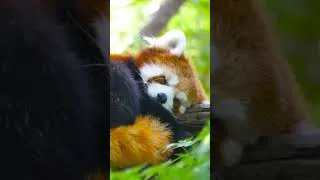 Thumbnail: The Red Panda is asleep