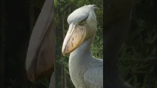 Thumbnail: All 78 Confirmed and Semi-Confirmed Species in Planet Zoo 2 #planetzoo